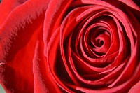Red rose background. Free public domain CC0 photo.
