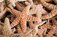 Pile of starfishes close up. Free public domain CC0 photo.