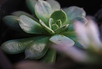 Succulent background. Free public domain CC0 photo.