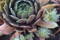 Succulent background. Free public domain CC0 image.