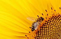 Bee and yellow flower background. Free public domain CC0 photo.