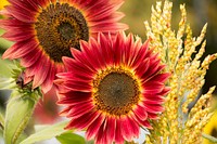 Red sunflower background. Free public domain CC0 photo.