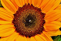 Sunflower background.  Free public domain CC0 image.