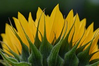 Sunflower background. Free public domain CC0 photo.