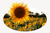 Sunflower badge, floral photo