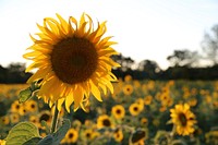 Sunflower background.  Free public domain CC0 image.