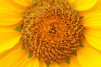 Sunflower background. Free public domain CC0 image.