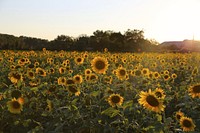 Sunflower background. Free public domain CC0 photo.