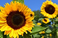 Sunflower background.  Free public domain CC0 image.