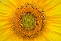 Sunflower background. Free public domain CC0 photo.