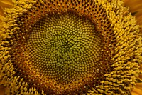 Sunflower background. Free public domain CC0 image.