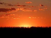 Agricultural cornfield. Free public domain CC0 photo.