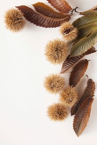 Chestnut. Free public domain CC0 image.