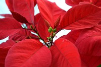 Poinsettia background. Free public domain CC0 photo.