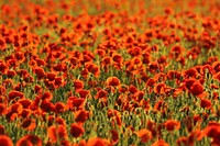 Orange poppy background. Free public domain CC0 photo.