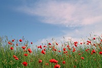 Red poppy background. Free public domain CC0 photo.