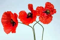 Red poppy background. Free public domain CC0 image.