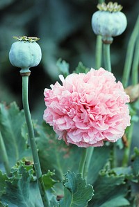 Pink peony background. Free public domain CC0 image.