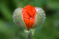 Red poppy bud background. Free public domain CC0 image.