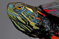 Painted turtle face close up. Free public domain CC0 photo.