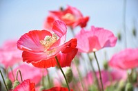 Pink poppy background. Free public domain CC0 image.