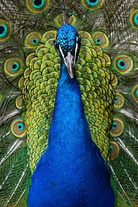 Beautiful peacock feather background. Free public domain CC0 image.