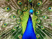 Beautiful peacock feathers photo. Free public domain CC0 image.