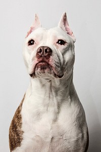 Pit Bull portrait. Free public domain CC0 photo.