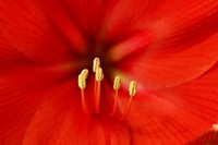 Flower pollen background, macro shot. Free public domain CC0 image.