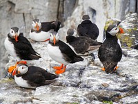 Group of puffin birds together. Free public domain CC0 image.