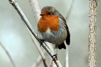 European robin bird close up. Free public domain CC0 image.