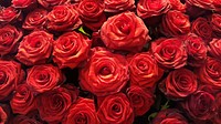 Red rose desktop wallpaper. Free public domain CC0 image.