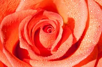 Orange rose background. Free public domain CC0 image.