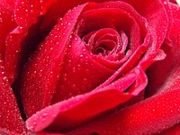 Red rose. Free public domain CC0 photo.