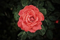 Orange rose background. Free public domain CC0 image.