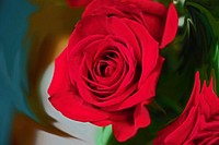 Red rose background. Free public domain CC0 image.