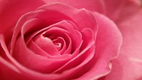 Pink rose desktop wallpaper. Free public domain CC0 image.