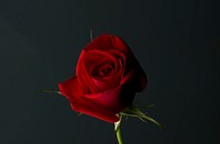 Red rose. Free public domain CC0 image.