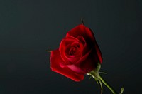 Red rose background. Free public domain CC0 image.