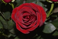 Red rose background. Free public domain CC0 image.