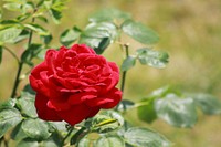 Red rose background. Free public domain CC0 photo.