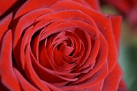 Red rose background. Free public domain CC0 photo.