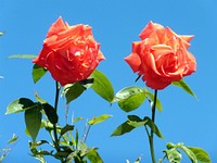 Orange rose. Free public domain CC0 image.