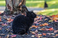 Cute rabbit on the field. Free public domain CC0 image.