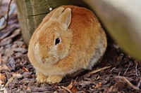 Cute rabbit on the field. Free public domain CC0 image.