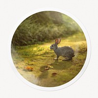 Spring rabbit in circle frame, animal image