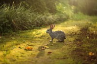 Cute hares with big ears. Free public domain CC0 image.