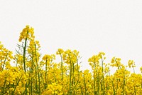 Rapeseed flower border collage element, nature design psd