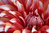 Red dahlia. Free public domain CC0 image.