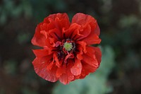 Red poppy background. Free public domain CC0 photo.